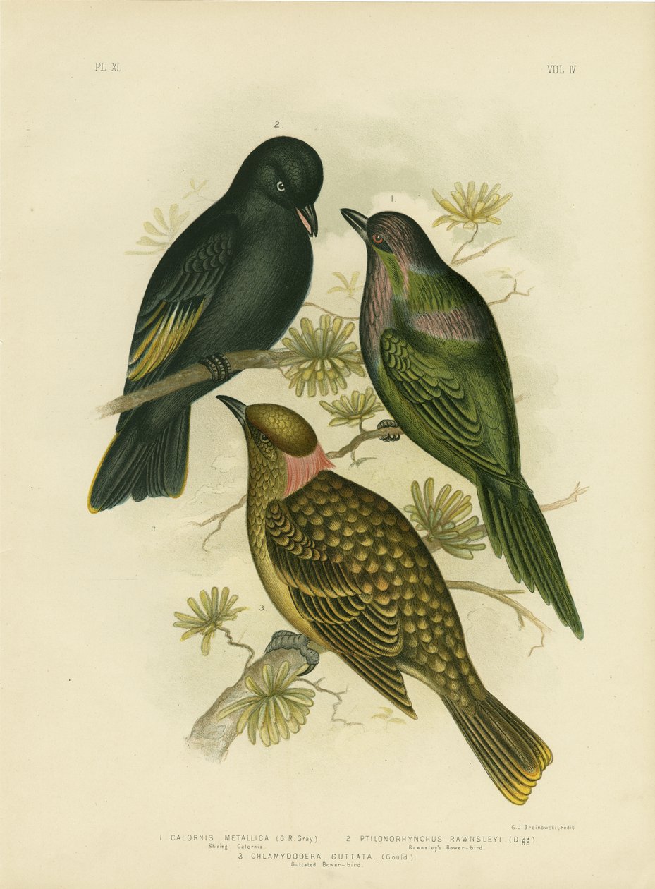 Calornis brillant ou étourneau métallique ou étourneau brillant, 1891 - Gracius Broinowski