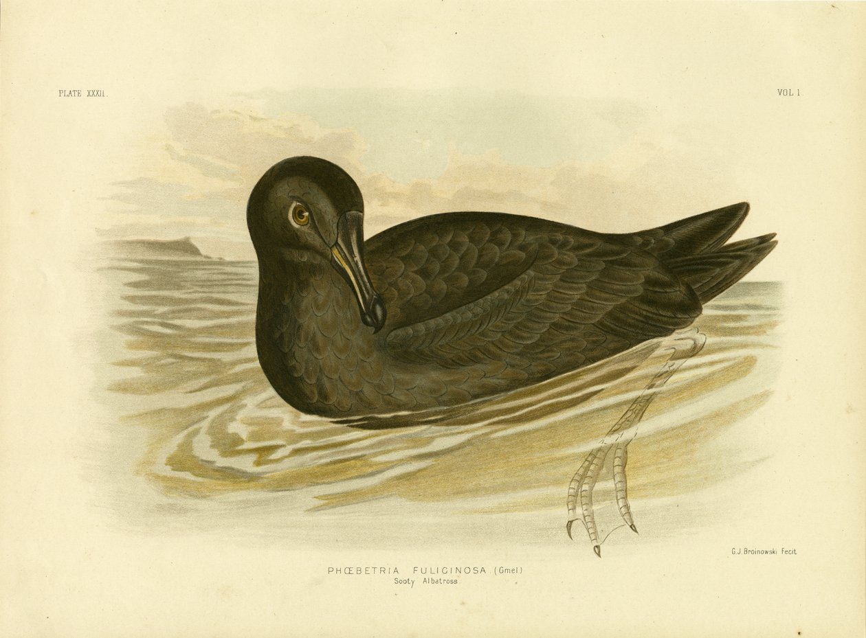 Albatros fuligineux, 1891 - Gracius Broinowski