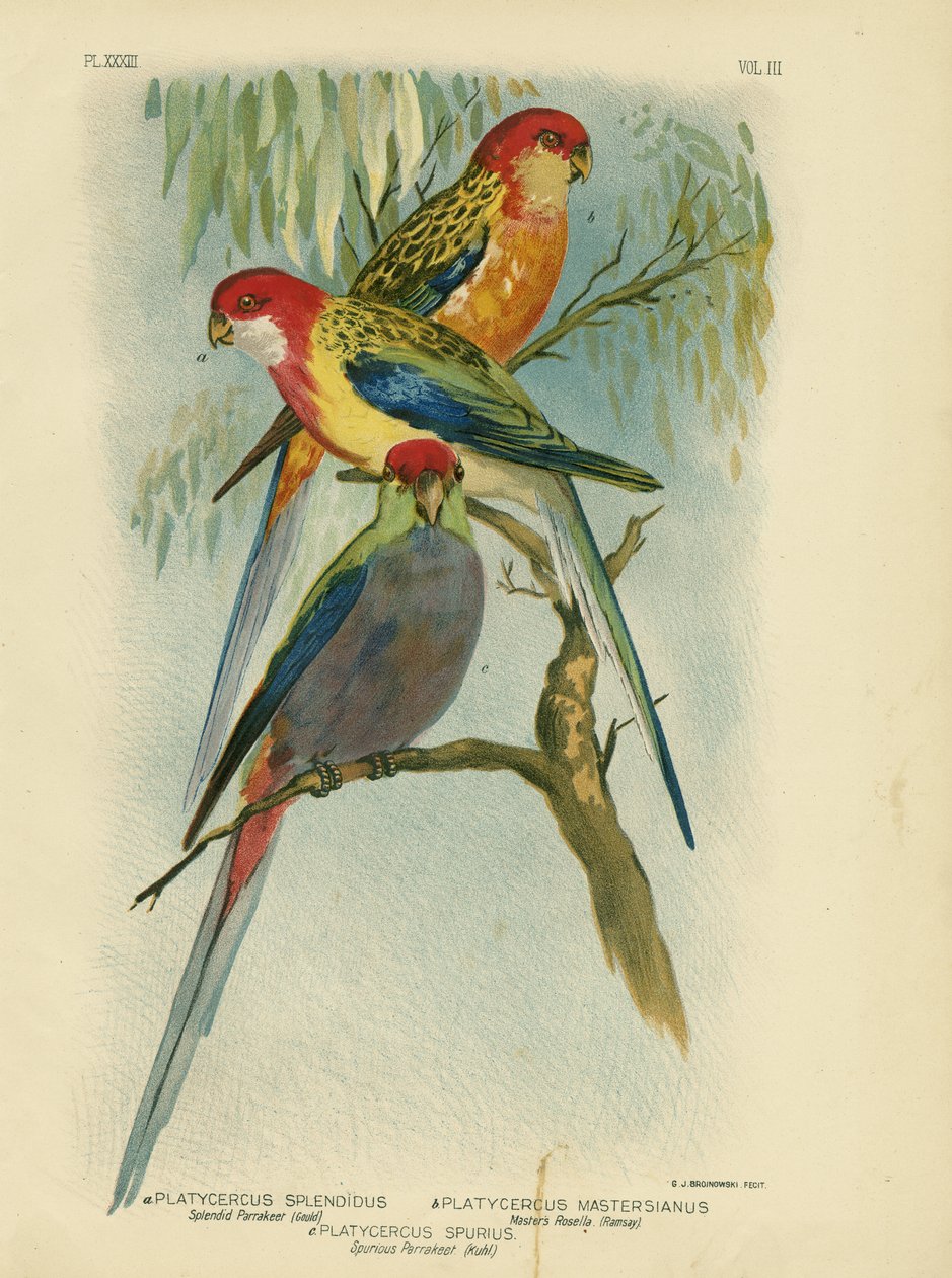 Perruche Splendide, 1891 - Gracius Broinowski