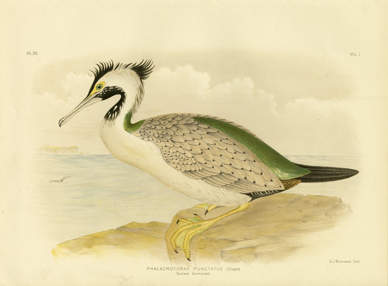 Cormoran tacheté, 1891 - Gracius Broinowski