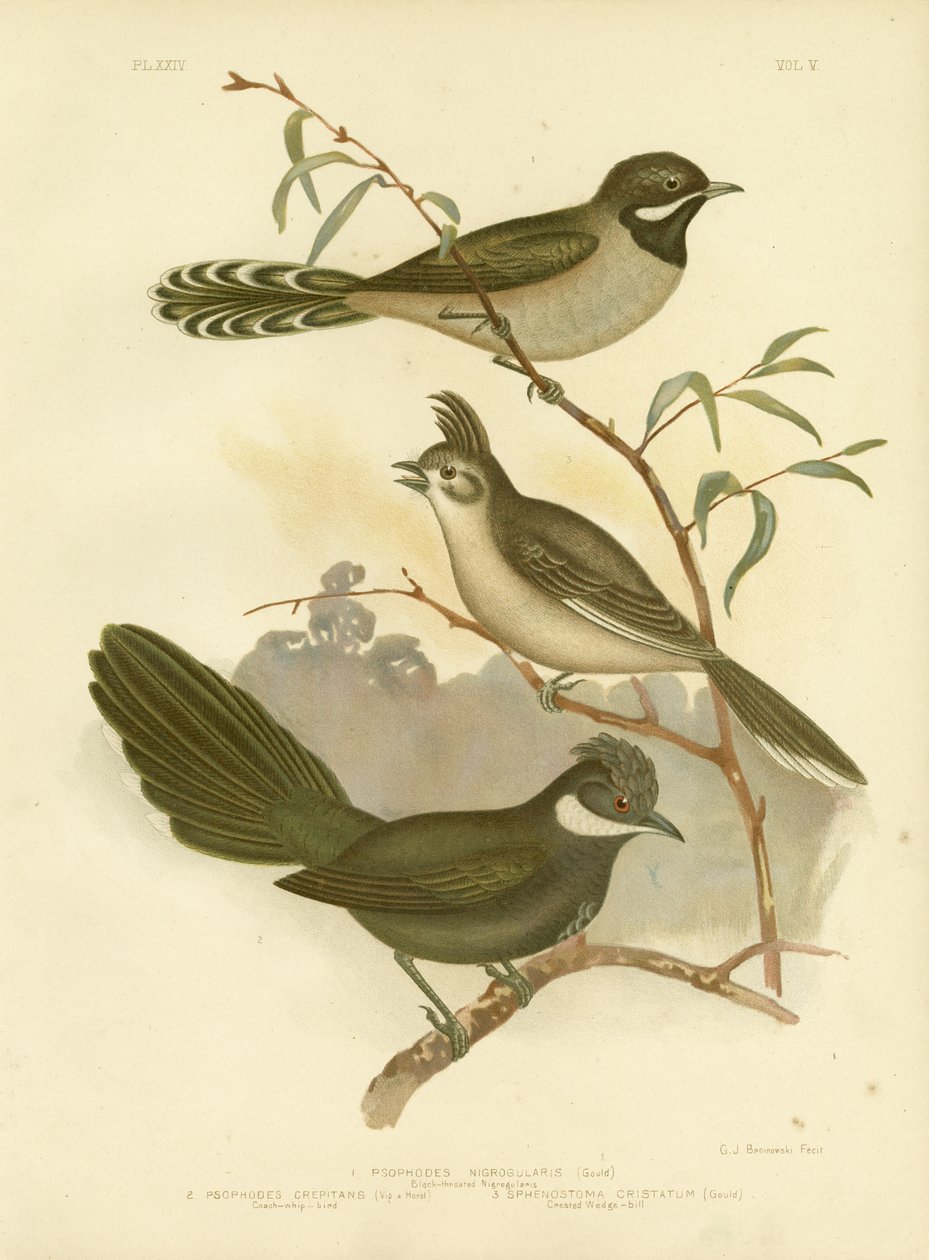 Whipbird occidental, 1891 - Gracius Broinowski
