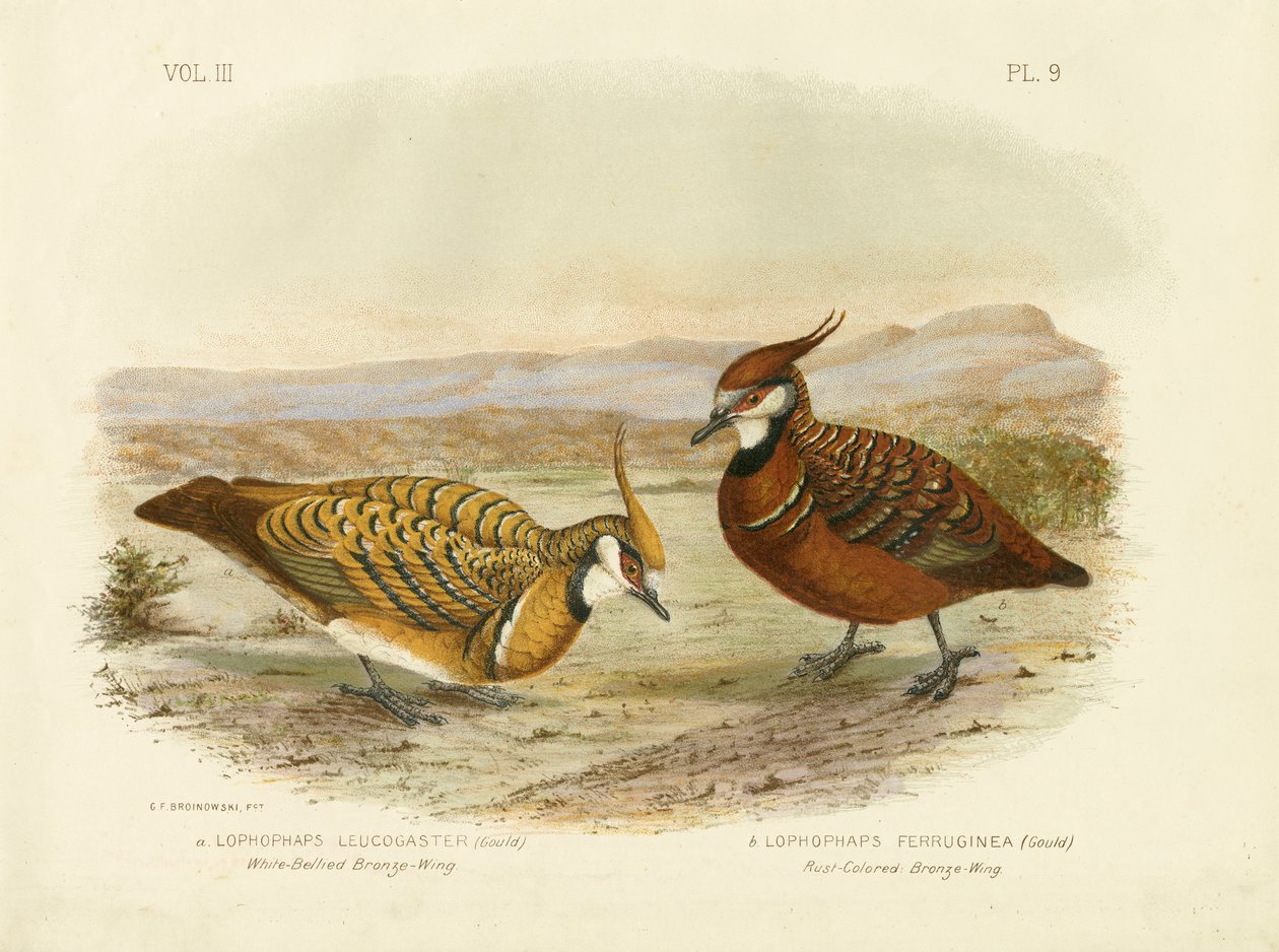 Pigeon bronzé à ventre blanc, 1891 - Gracius Broinowski