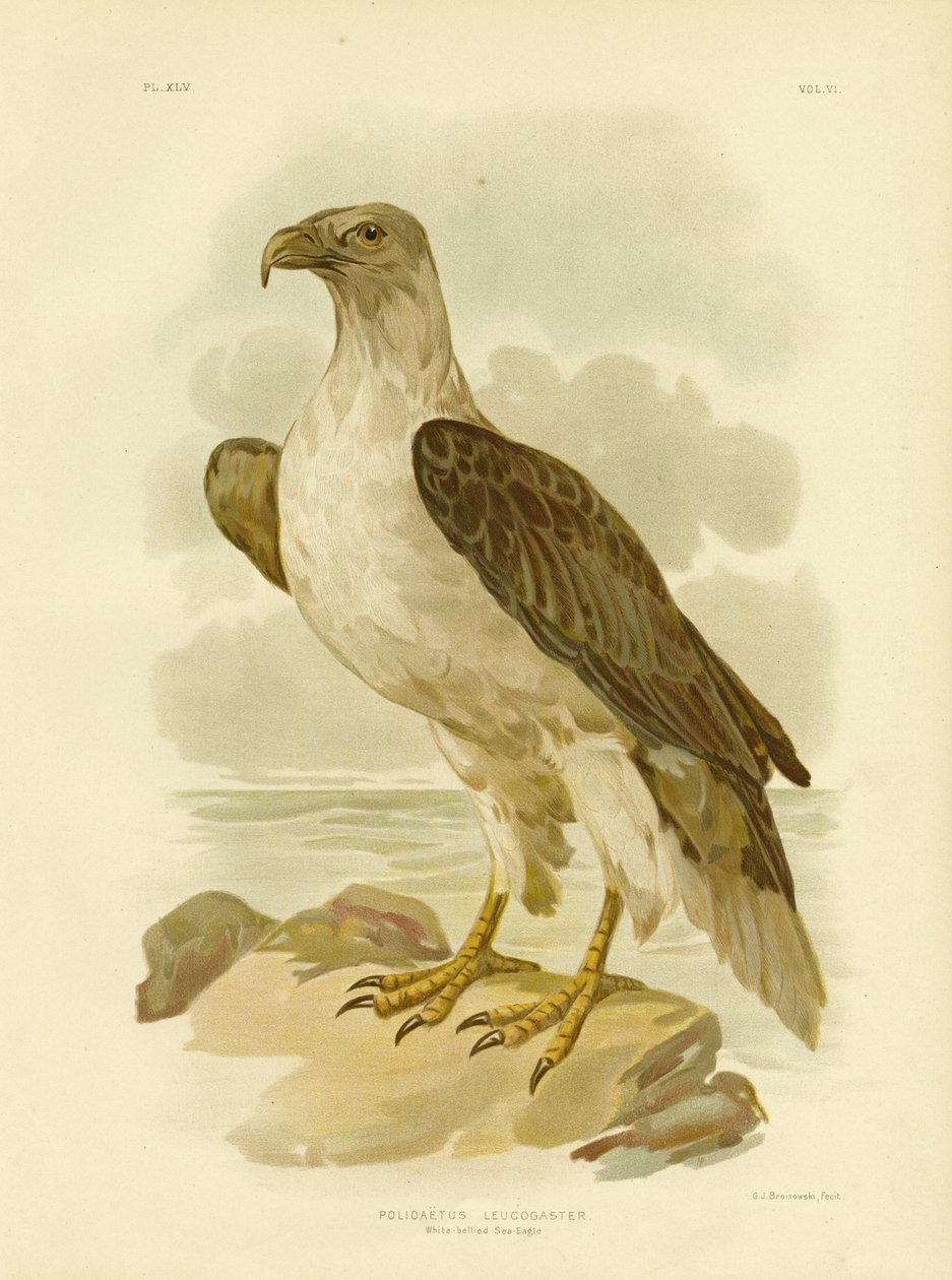 Aigle de mer à ventre blanc, 1891 - Gracius Broinowski