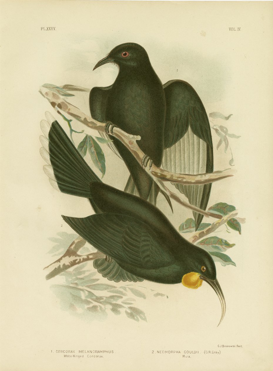 Corcorax à ailes blanches, 1891 - Gracius Broinowski