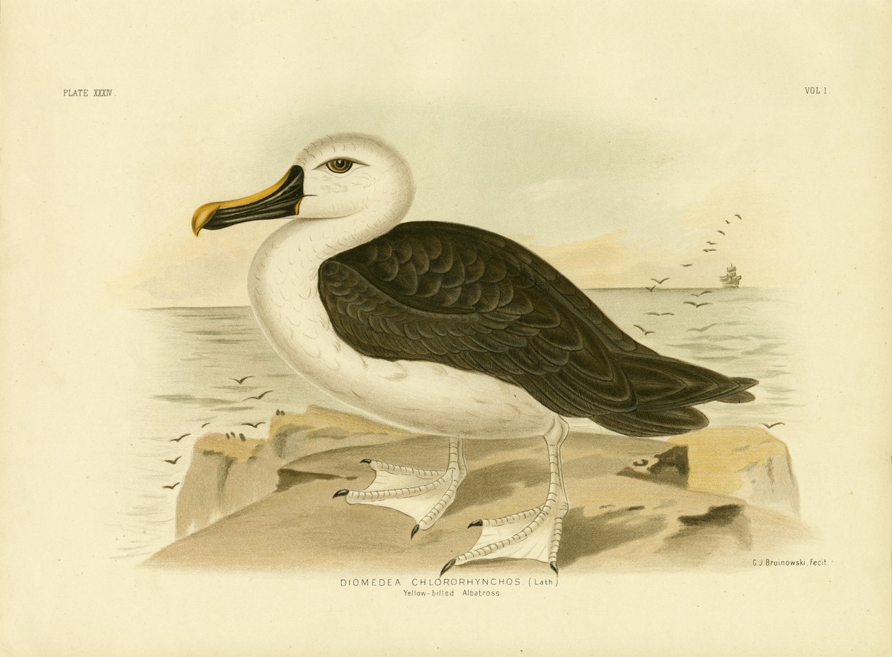 Albatros à bec jaune, 1891 - Gracius Broinowski
