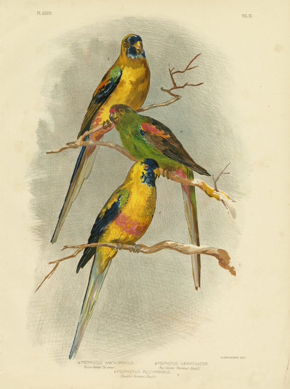 Perruche à ventre jaune, 1891 - Gracius Broinowski