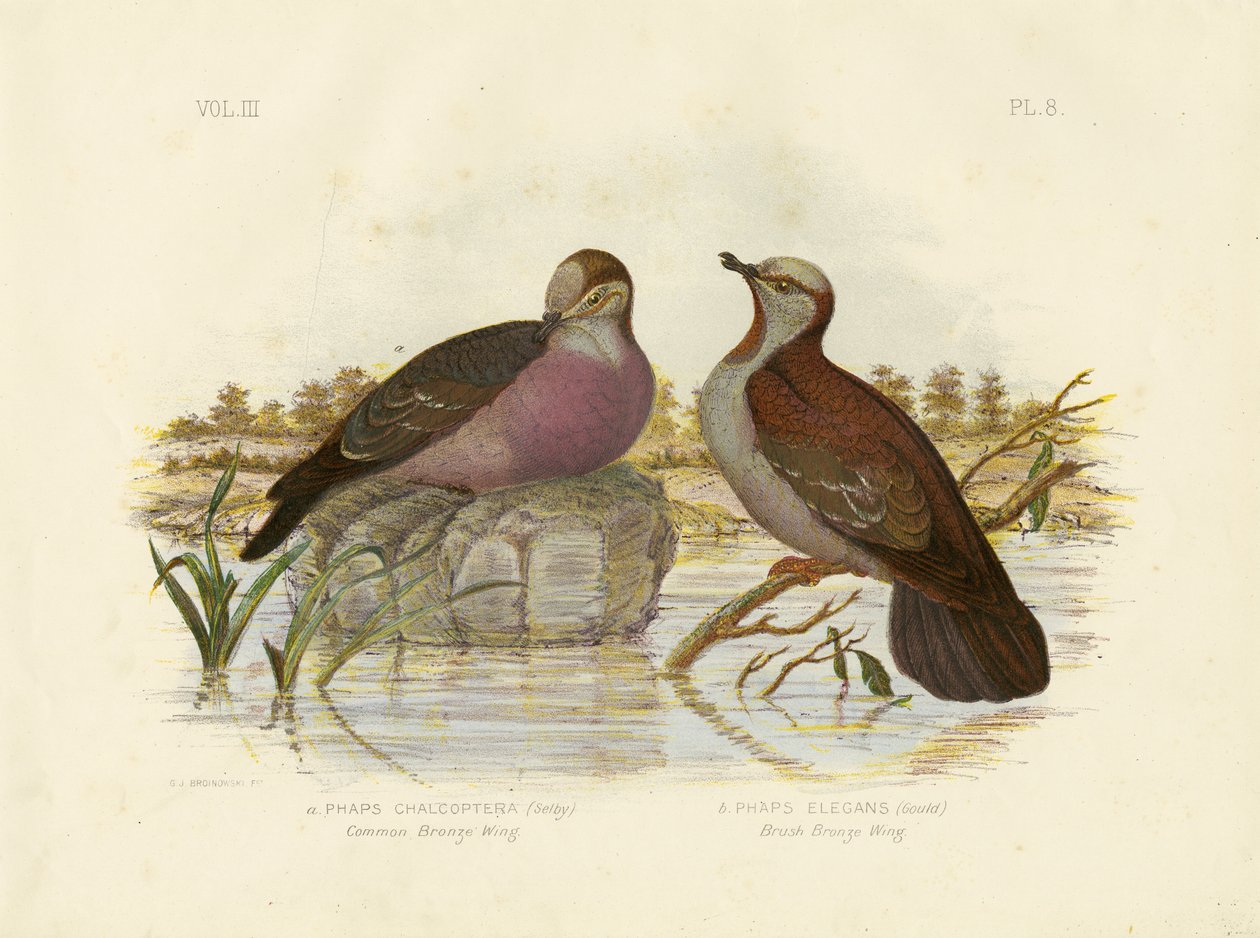 Bronzewing commun, 1891 - Gracius Broinowski