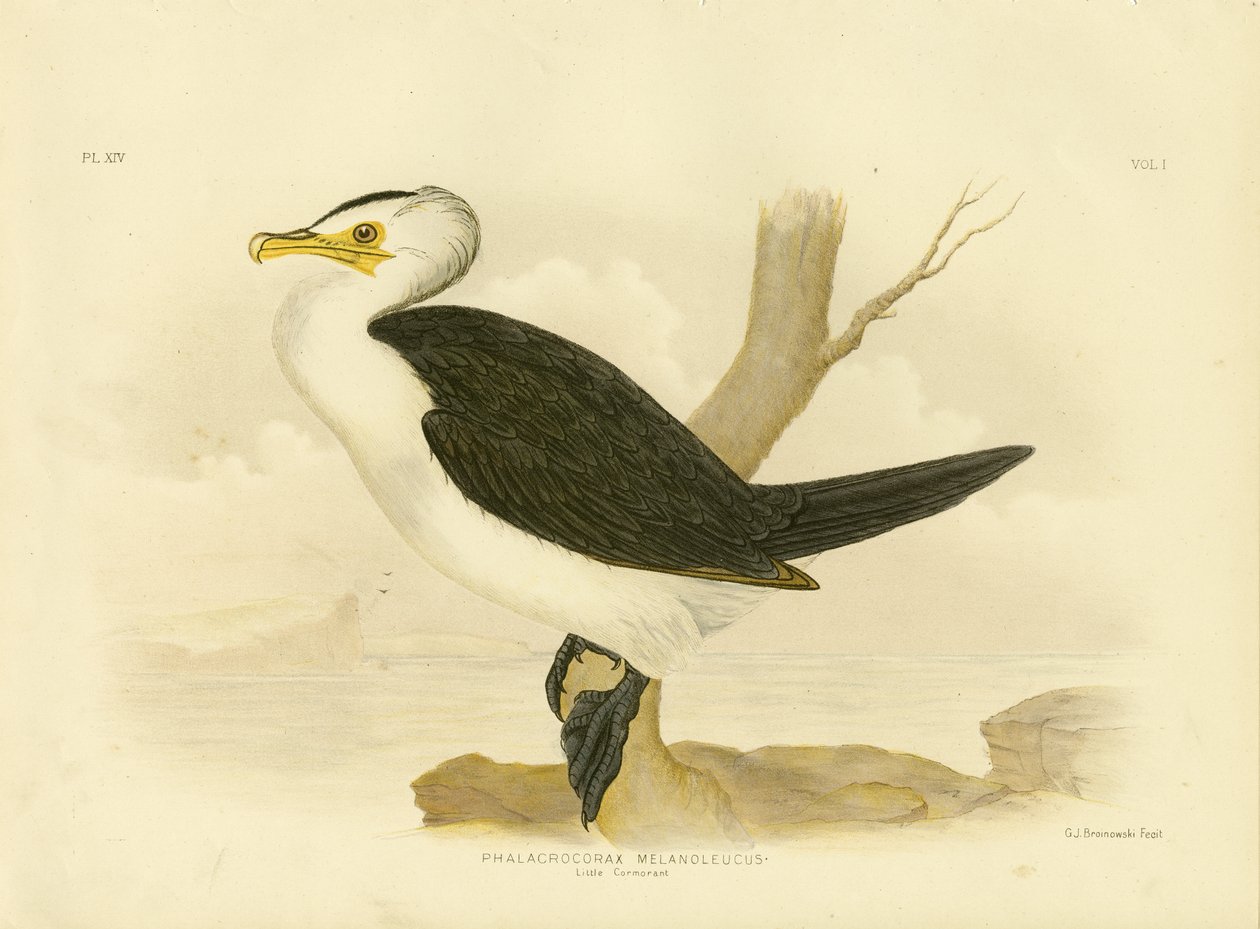 Petit cormoran, 1891 - Gracius Broinowski