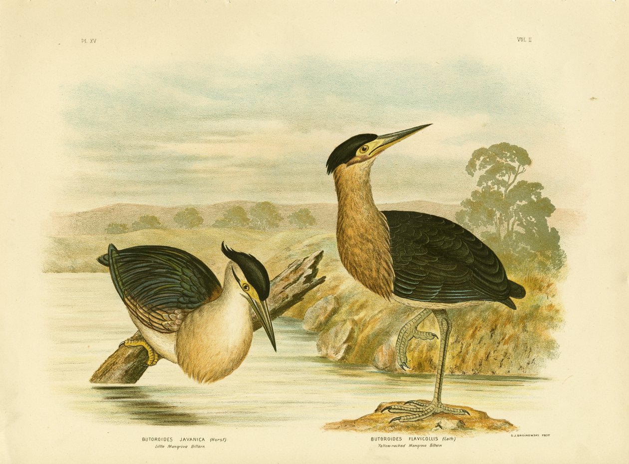 Petit héron des mangroves - Gracius Broinowski