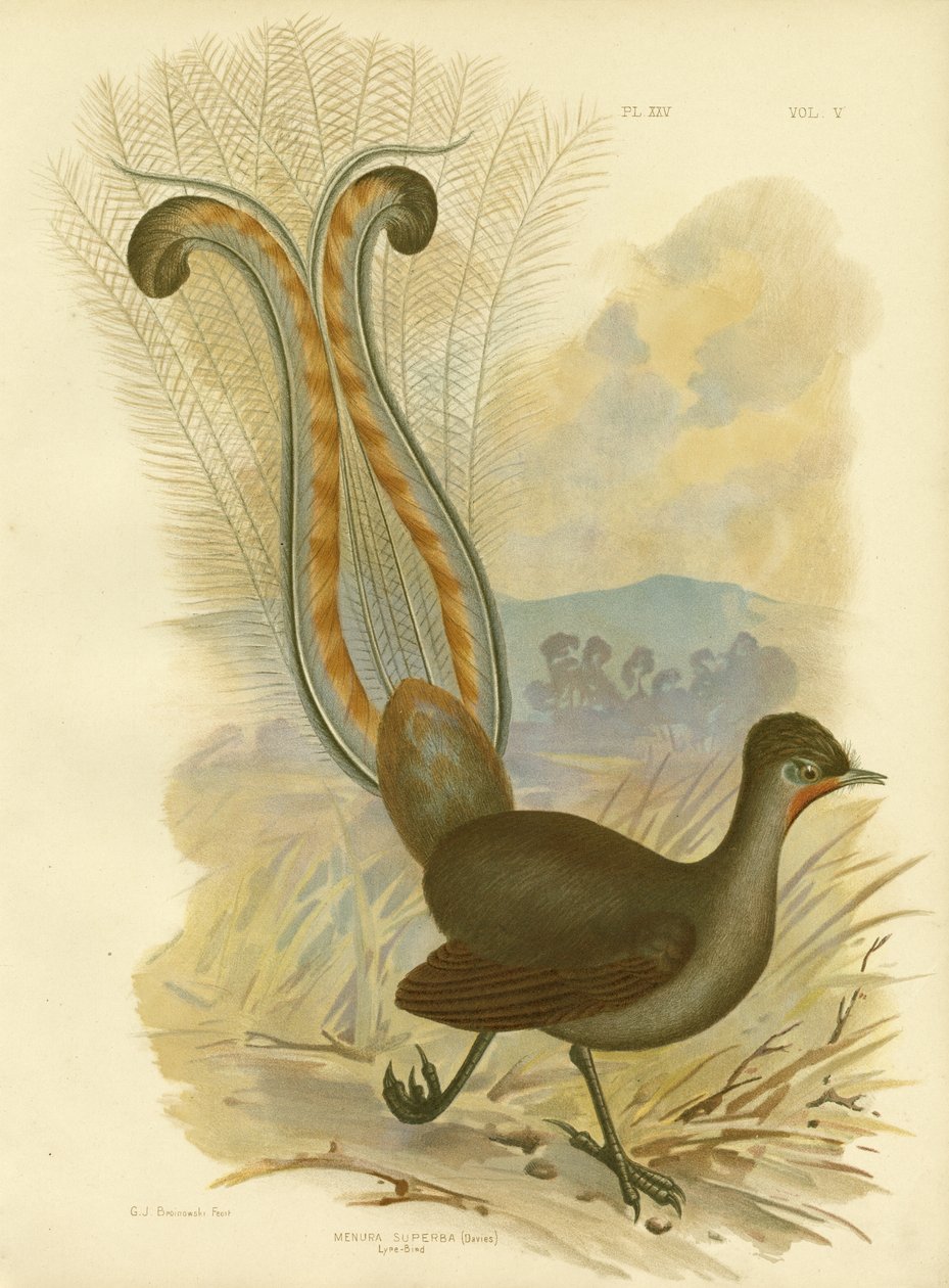 Oiseau-lyre, 1891 - Gracius Broinowski