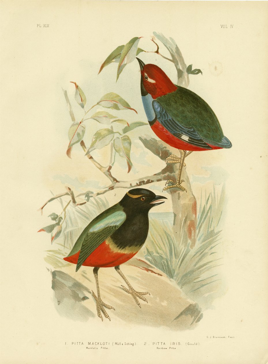 Pitta de Macklot, 1891 - Gracius Broinowski