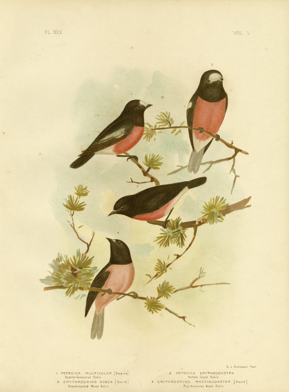 Rouge-gorge à poitrine écarlate ou Rouge-gorge du Pacifique, 1891 - Gracius Broinowski