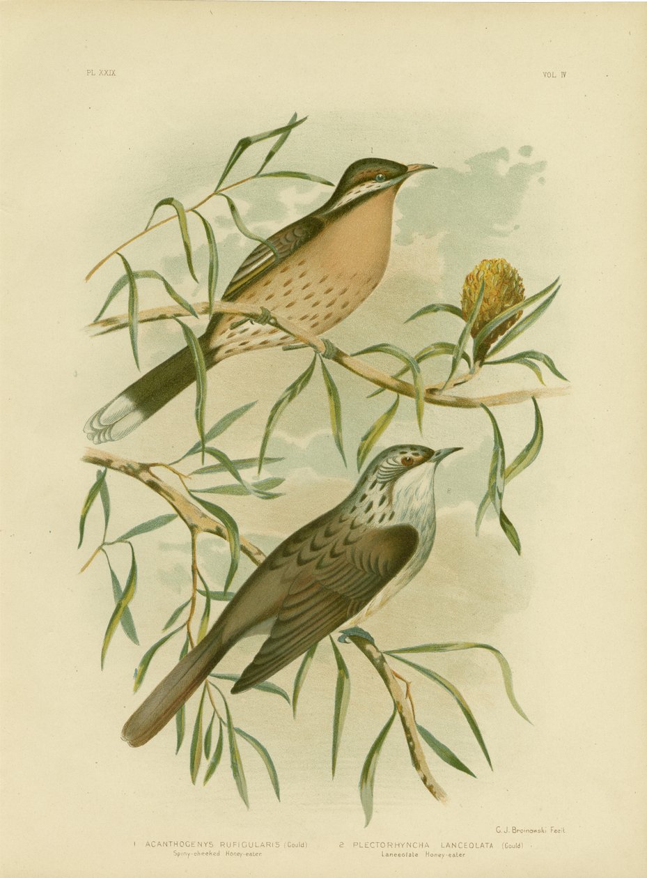 Méliphage à joues épineuses, 1891 - Gracius Broinowski