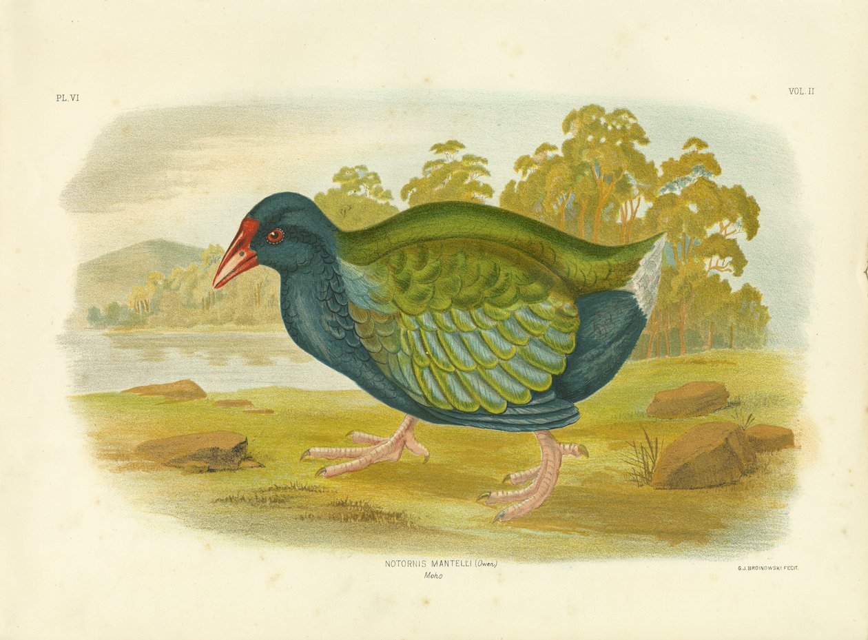 Takahe, 1891 - Gracius Broinowski