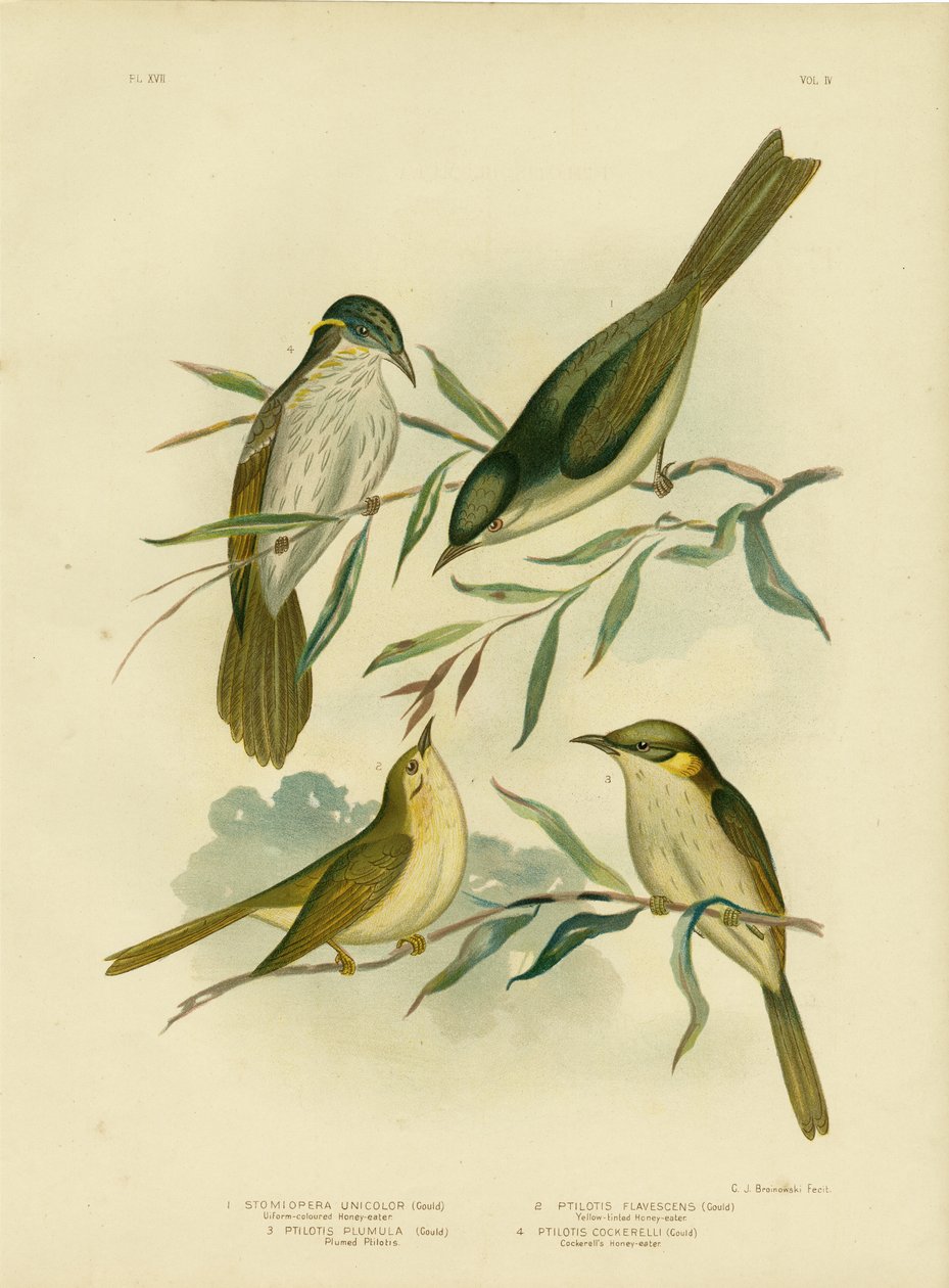 Méliphage uniforme ou Méliphage à gorge blanche, 1891 - Gracius Broinowski