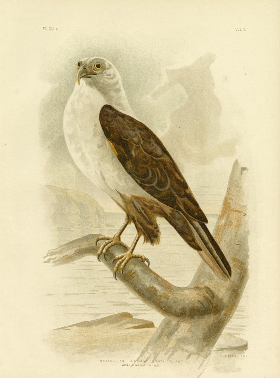 Aigle de mer à poitrine blanche, 1891 - Gracius Broinowski