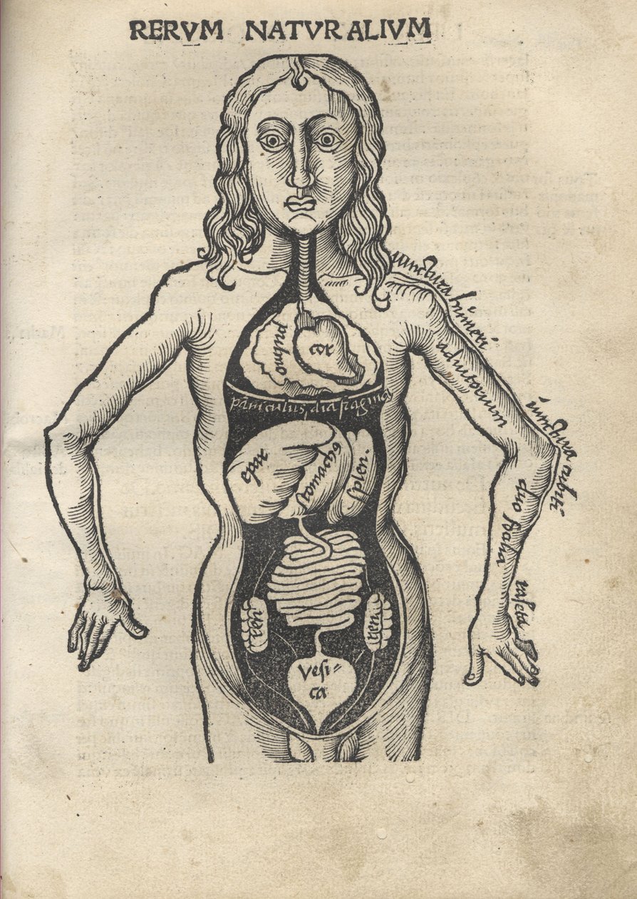 Margarita Philosophica. Anatomie, 1504 - Gregor Reisch