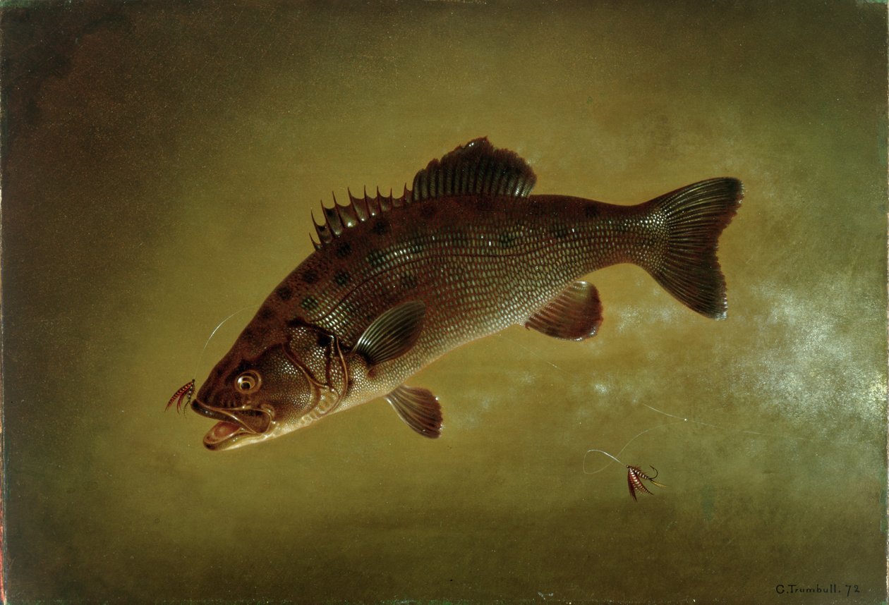 Black Bass, 1872 - Gurdon Trumbull