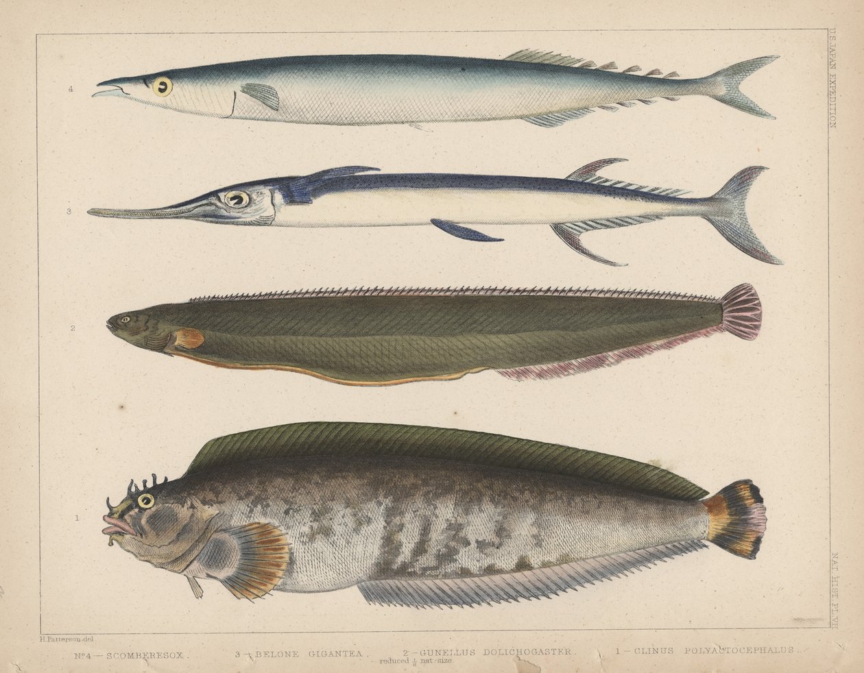 1. Clinus Polyactocephalus, 2. Gunellus Dolichogaster, 3. Belone Gigantea, 4. Scomberesox, 1855 - H. Patterson