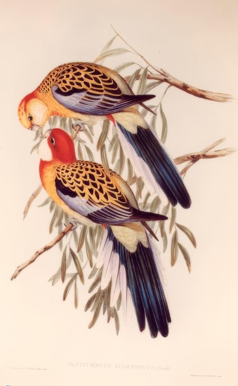 Platycerus splendidus - H.C. Richter