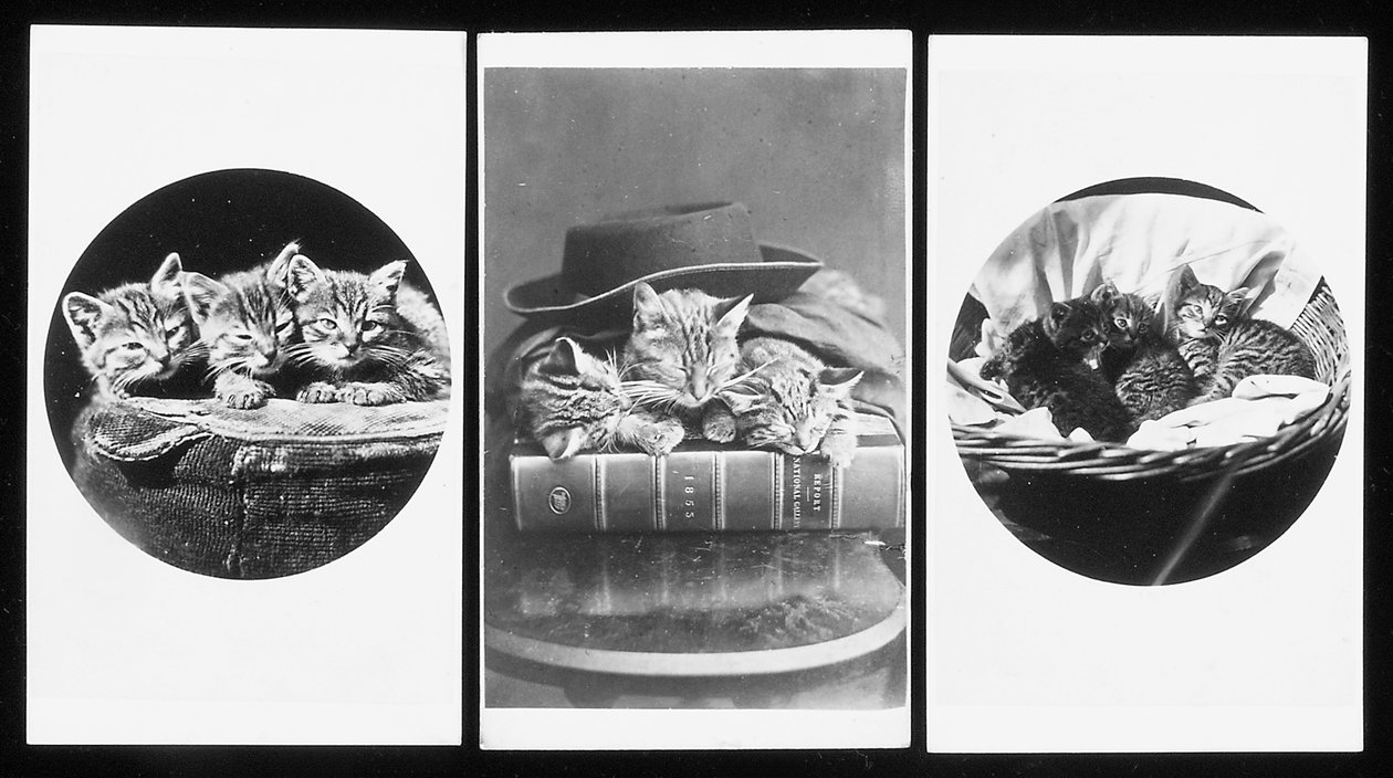 Les Chats de Brighton, cartes-de-visite, années 1860 - H. Pointer