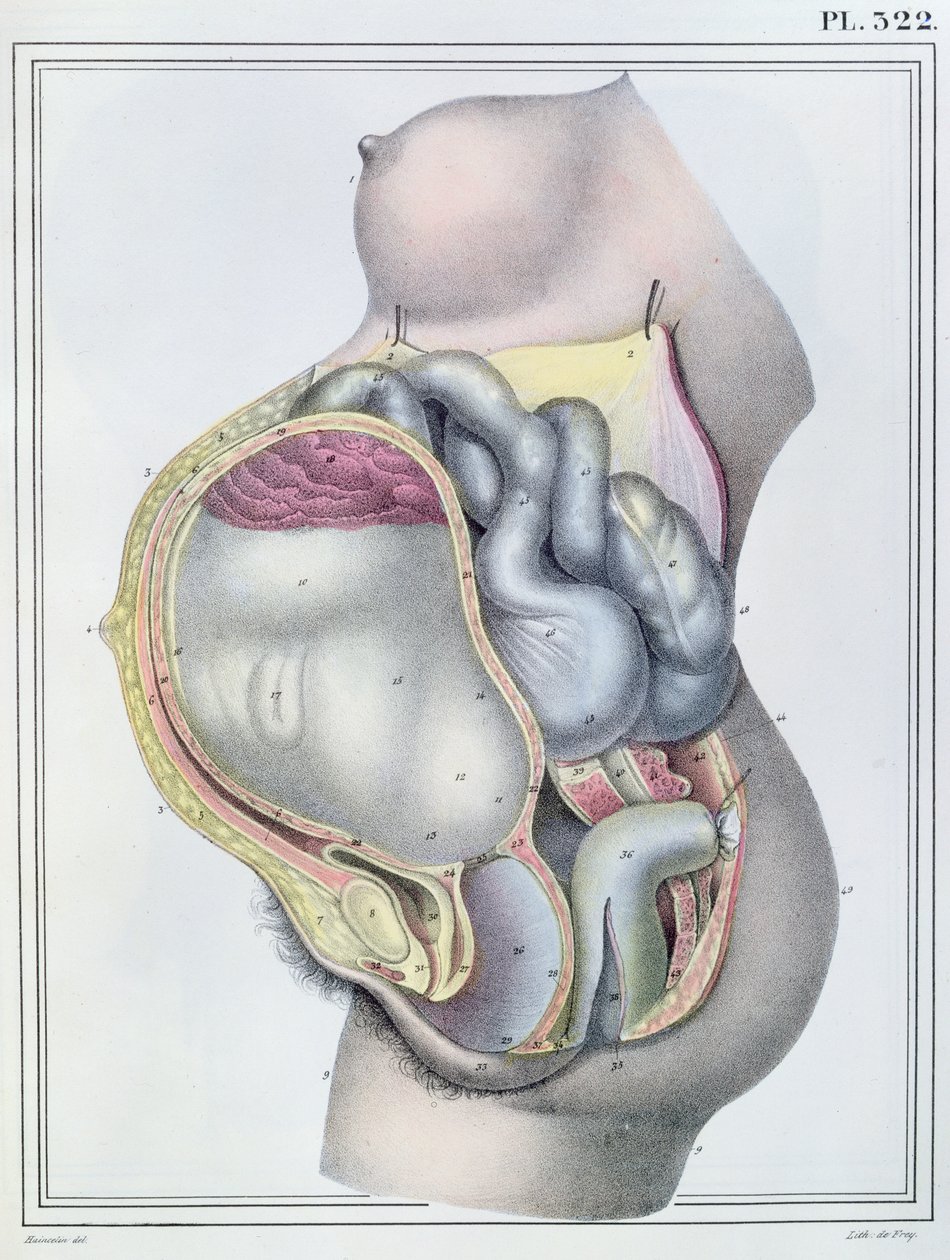 Anatomie d