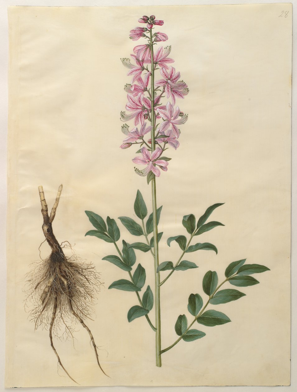 Dictamnus albus - Hans Simon Holtzbecker