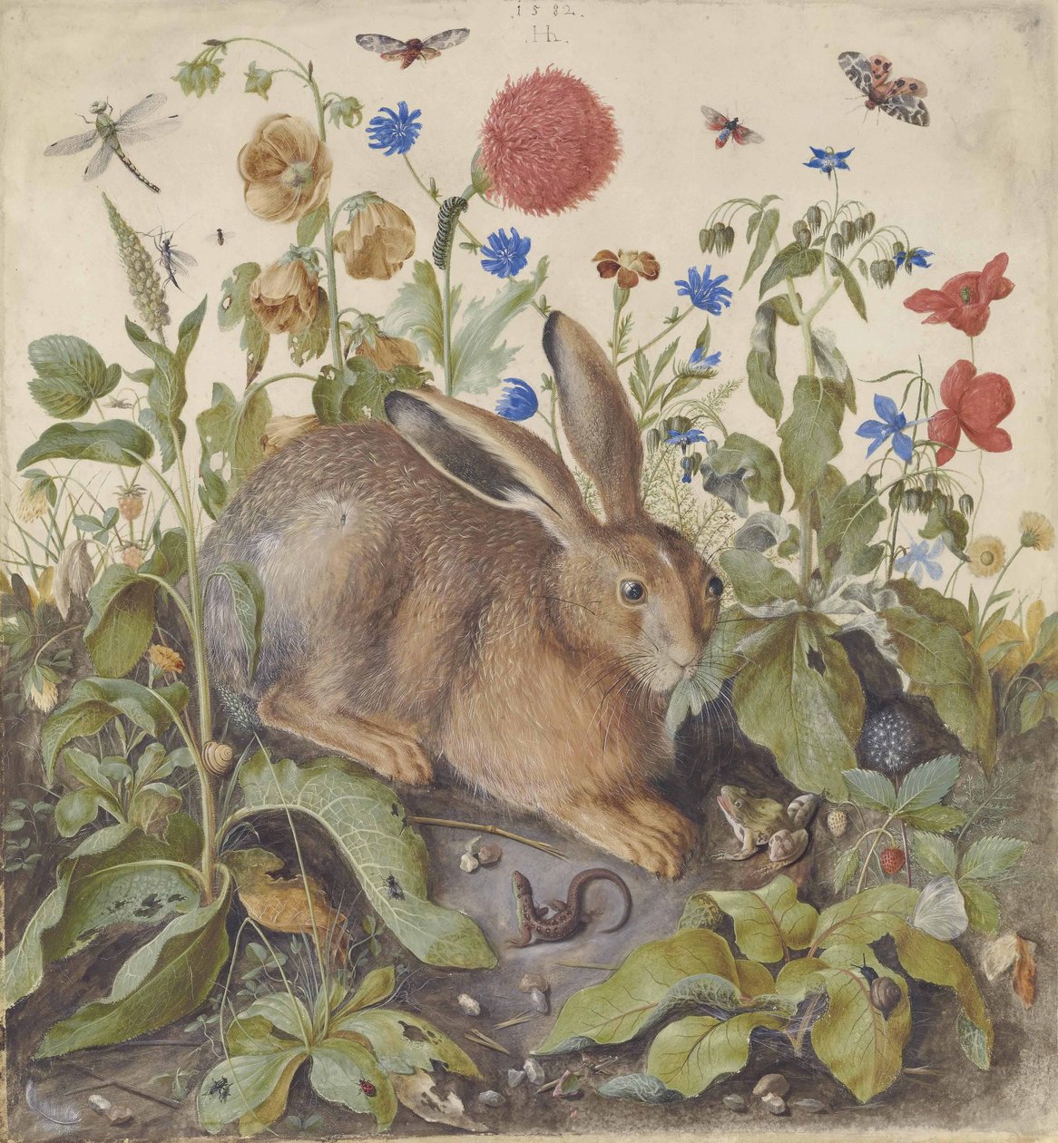 Un lièvre parmi les plantes, 1582 - Hans Hoffmann