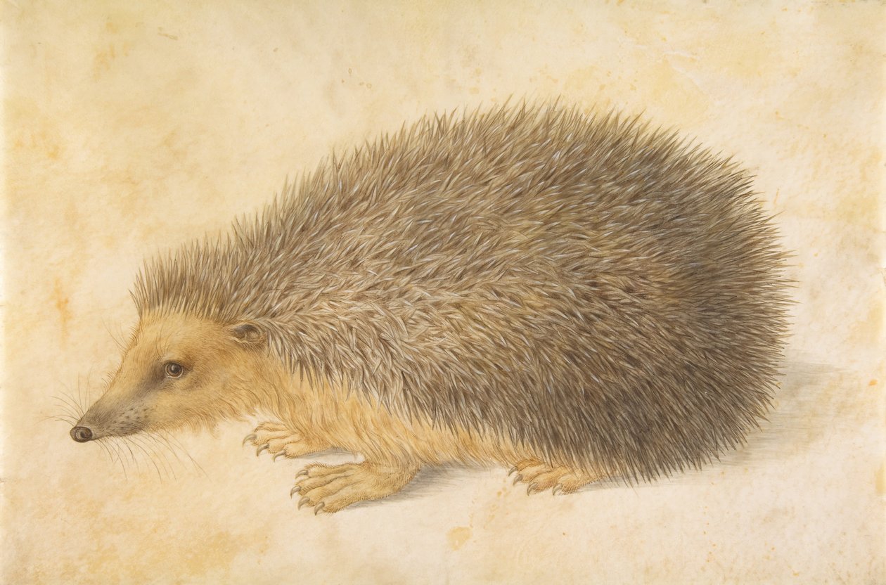 Un hérisson, avant 1584 - Hans Hoffmann