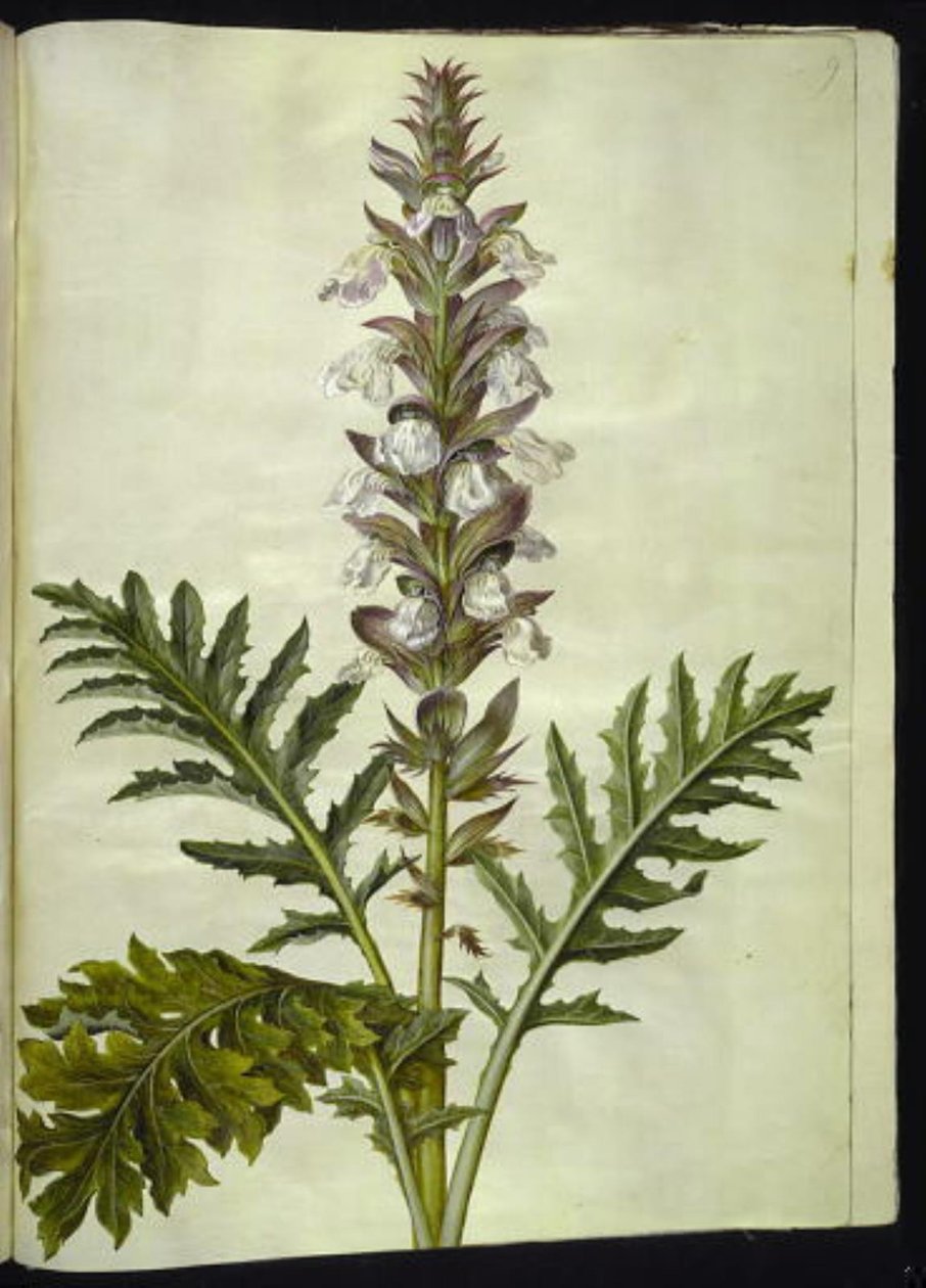 Acanthus hungaricus (acanthe de Hongrie) - Hans Simon Holtzbecker