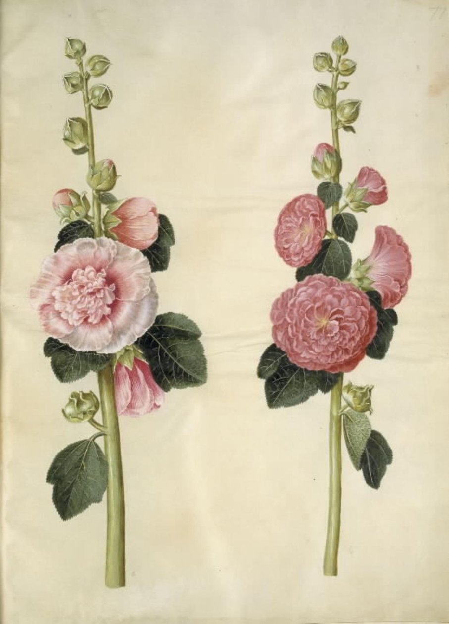 Alcea rosea (rose trémière) - Hans Simon Holtzbecker