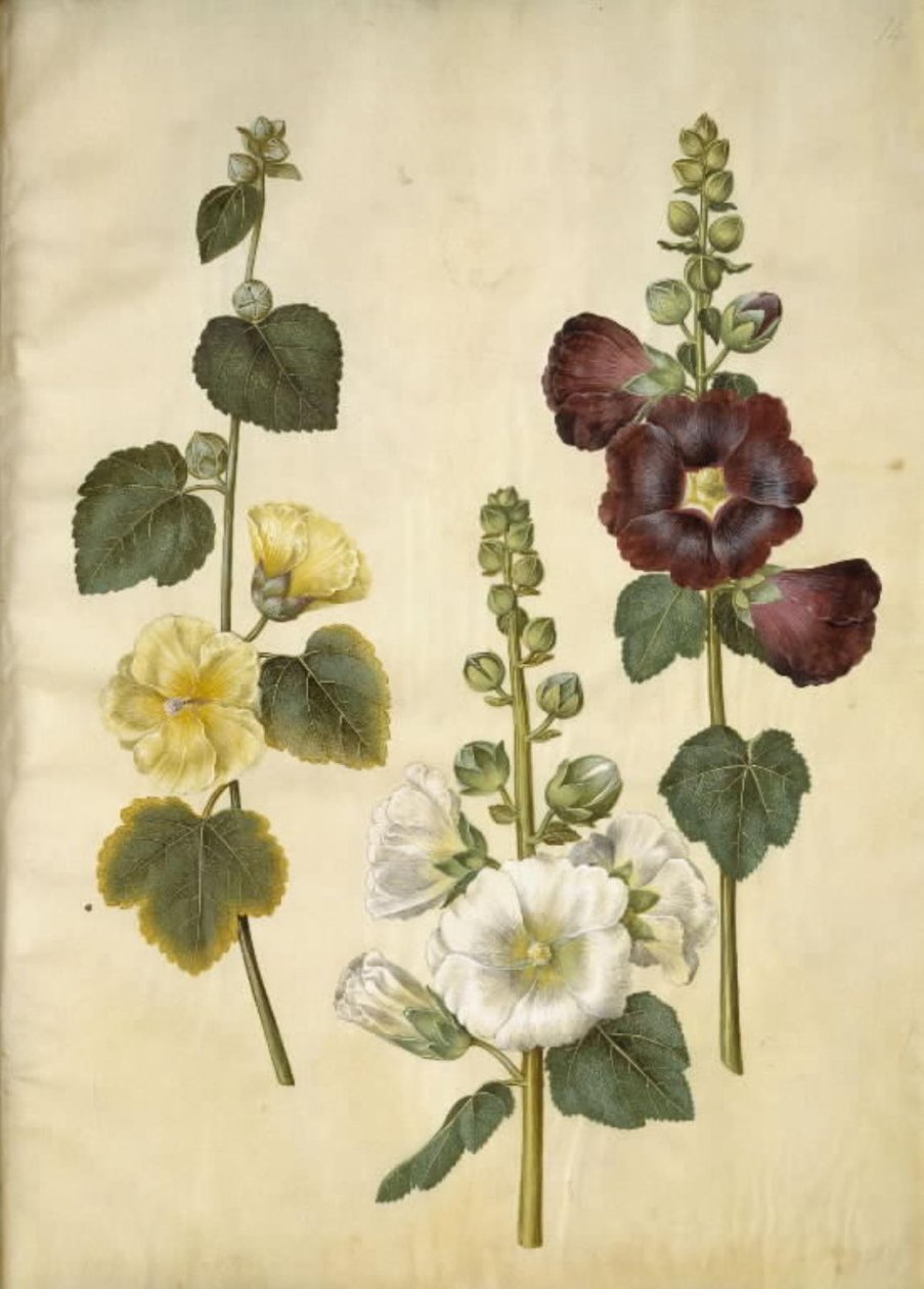 Alcea rosea (rose trémière) - Hans Simon Holtzbecker