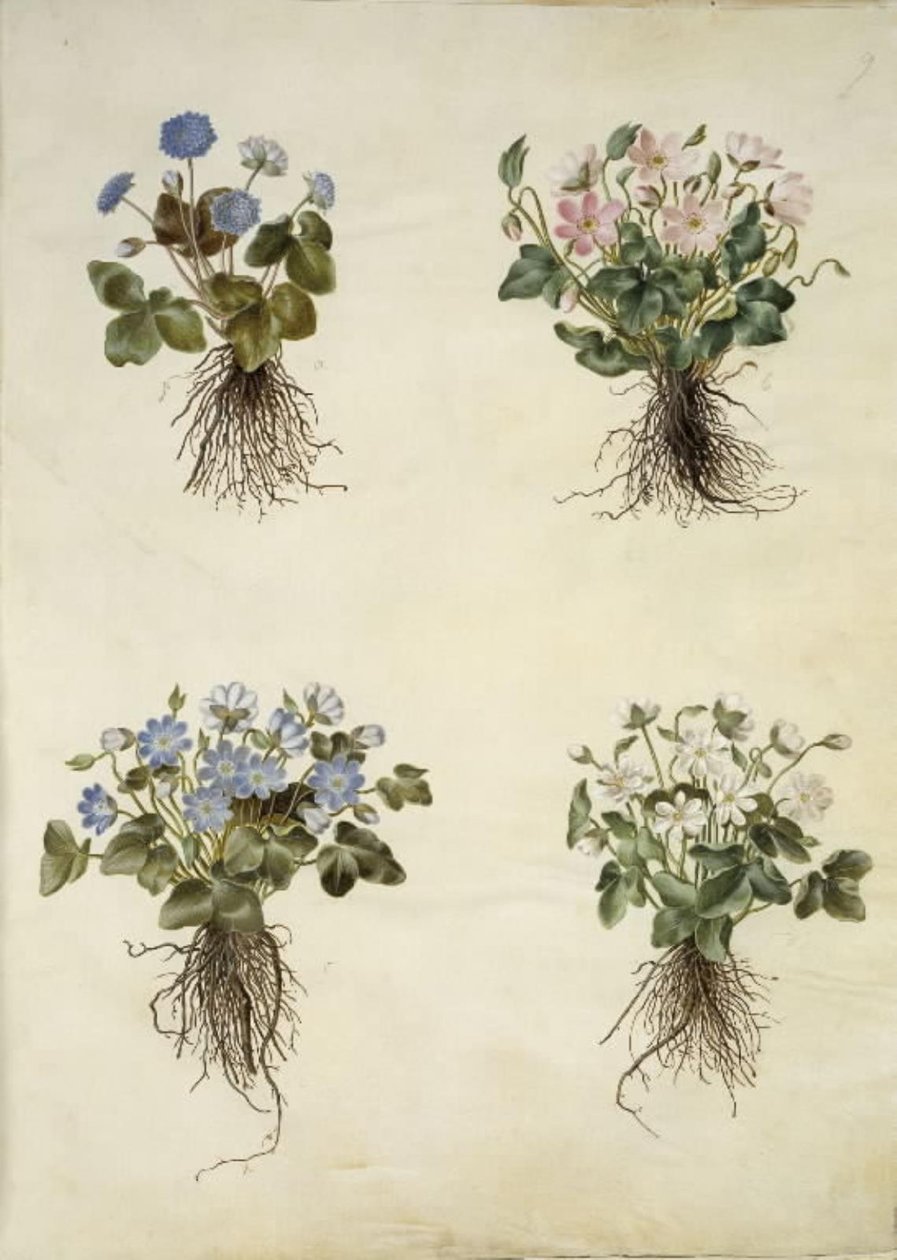 Anémone hépatique (anémone bleue) - Hans Simon Holtzbecker