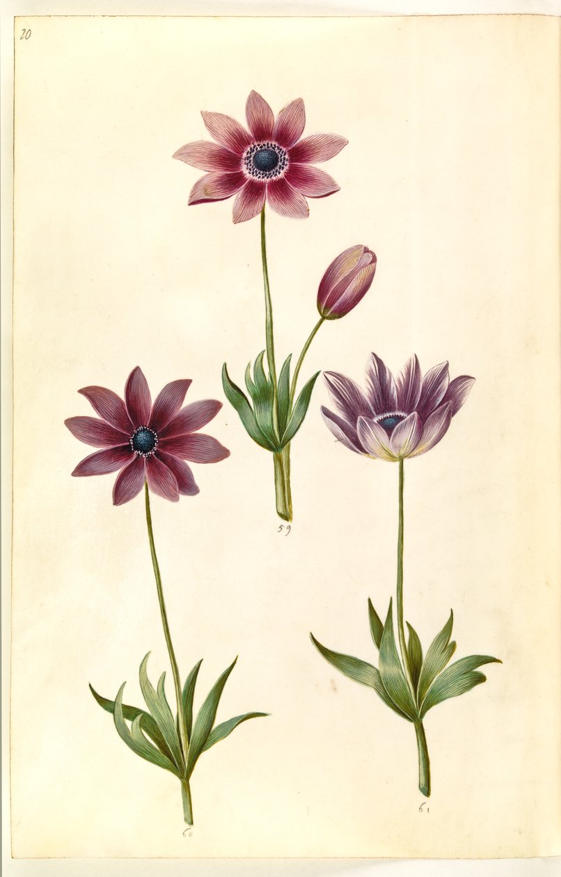 Anémone pavonina (anémone paon) - Hans Simon Holtzbecker