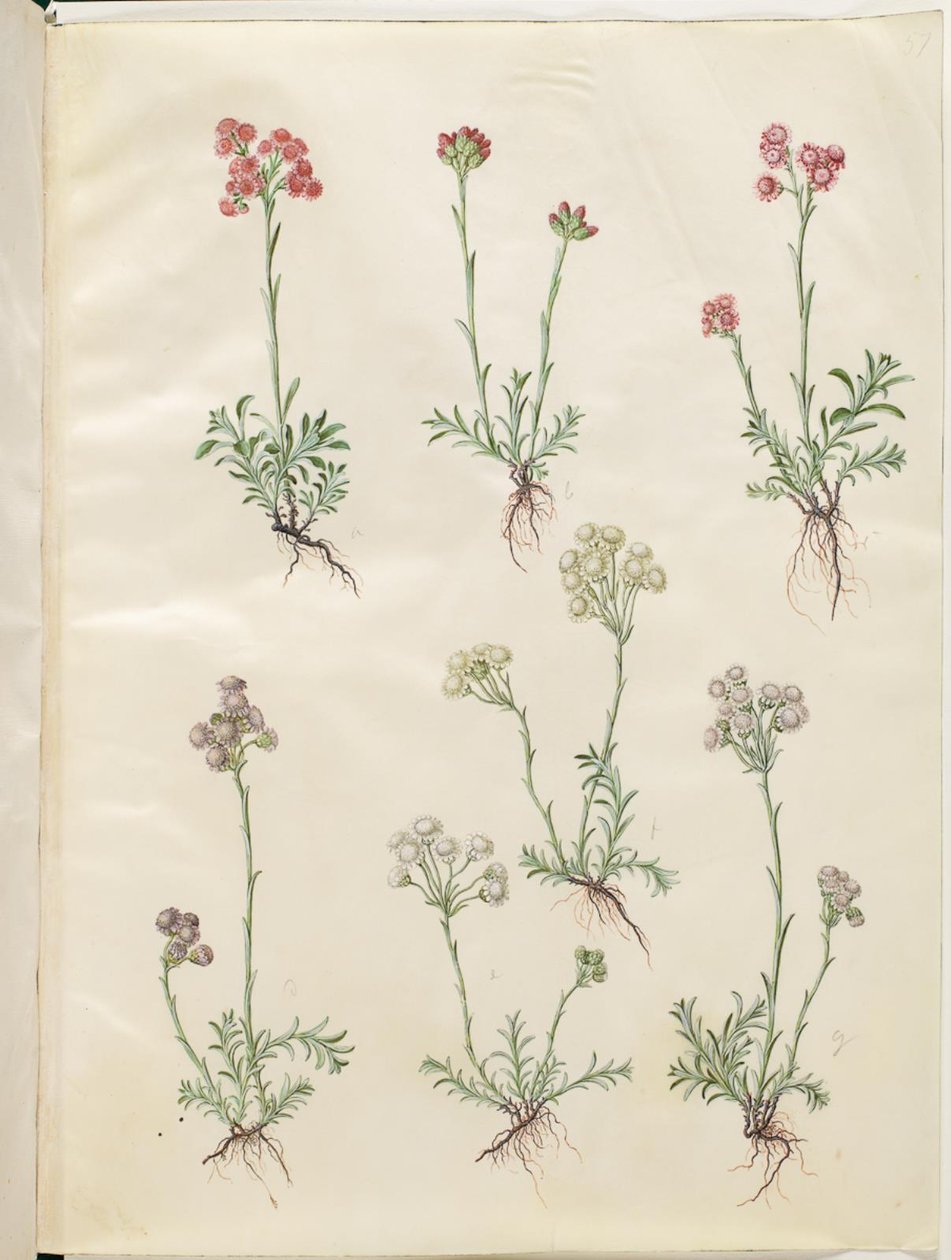 Antennaria dioica (pied-de-chat commun) - Hans Simon Holtzbecker