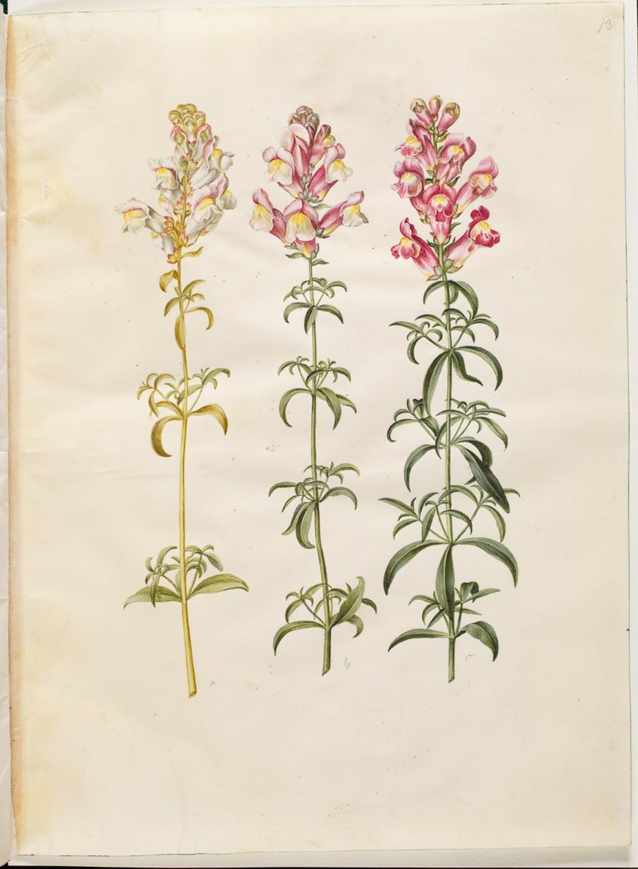 Antirrhinum majus (muflier) - Hans Simon Holtzbecker