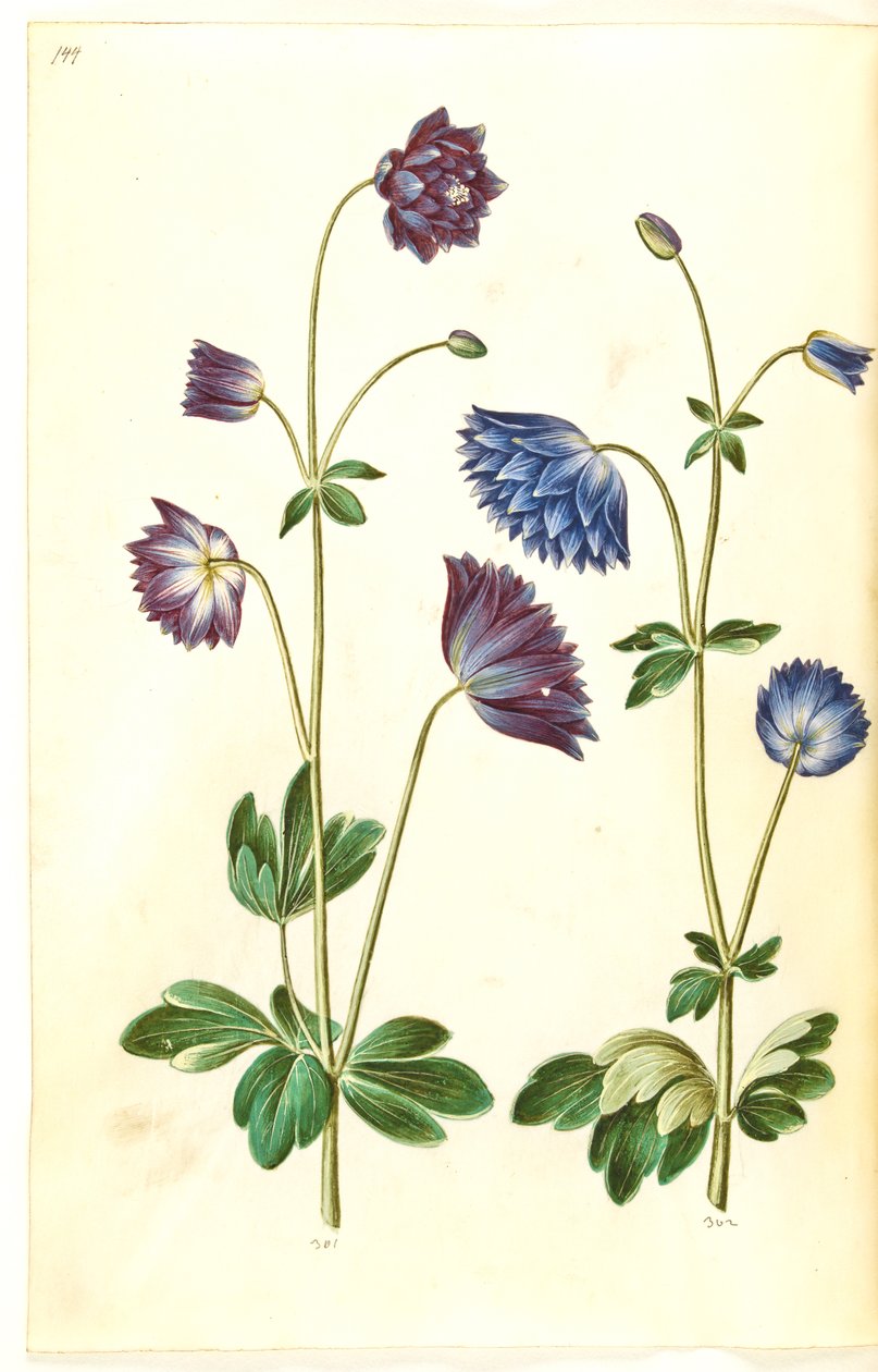 Aquilegia vulgaris (ancolie commune) - Hans Simon Holtzbecker