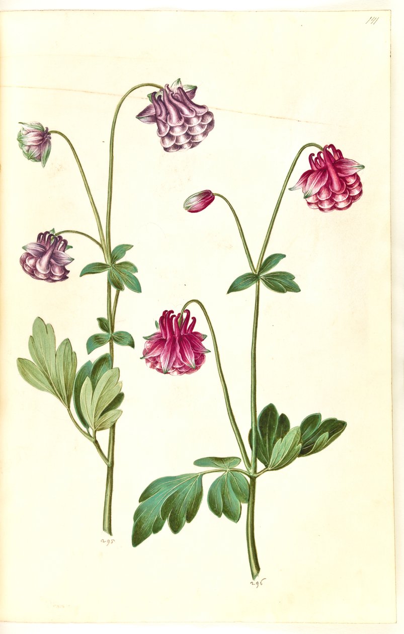 Aquilegia vulgaris (ancolie commune) - Hans Simon Holtzbecker