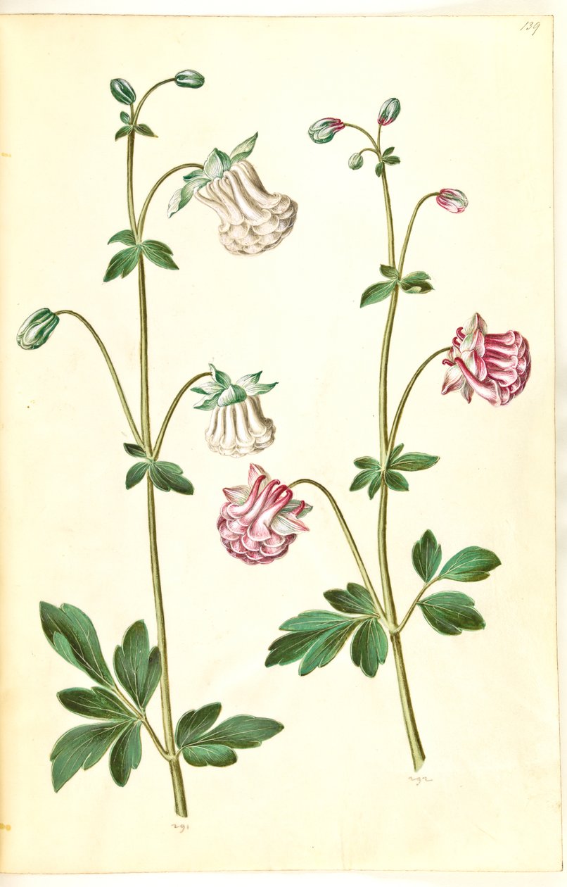 Aquilegia vulgaris (ancolie commune) - Hans Simon Holtzbecker