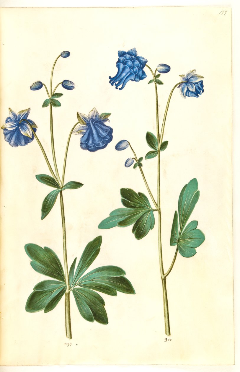 Aquilegia vulgaris (ancolie commune) - Hans Simon Holtzbecker