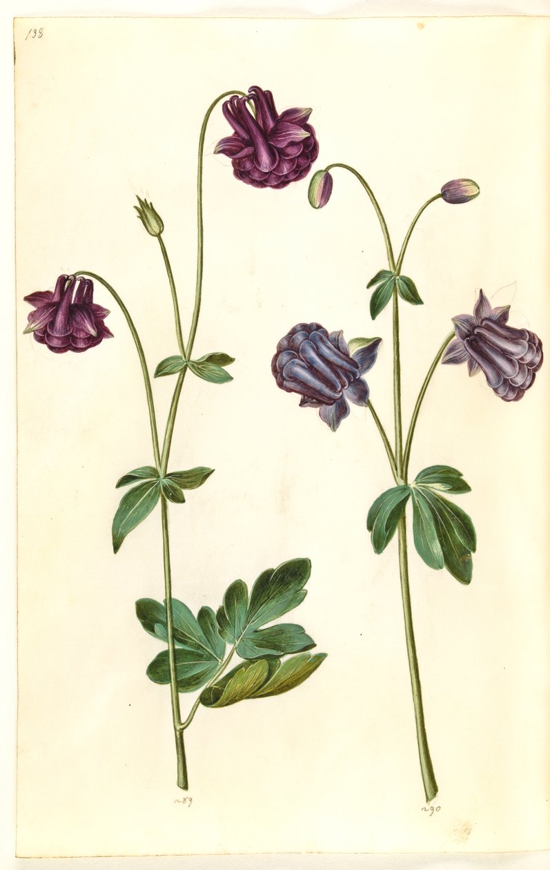 Aquilegia vulgaris (ancolie commune) - Hans Simon Holtzbecker