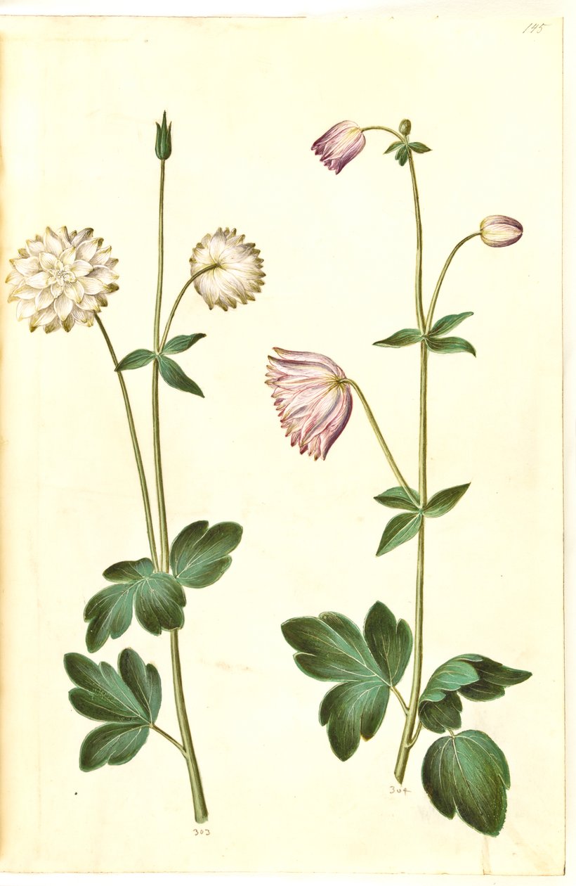 Aquilegia vulgaris (ancolie commune) - Hans Simon Holtzbecker