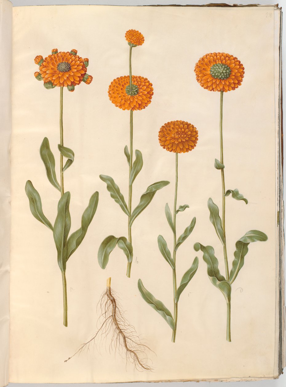 Calendula officinalis (souci des jardins) - Hans Simon Holtzbecker