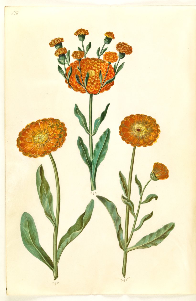Calendula officinalis (souci des jardins) - Hans Simon Holtzbecker