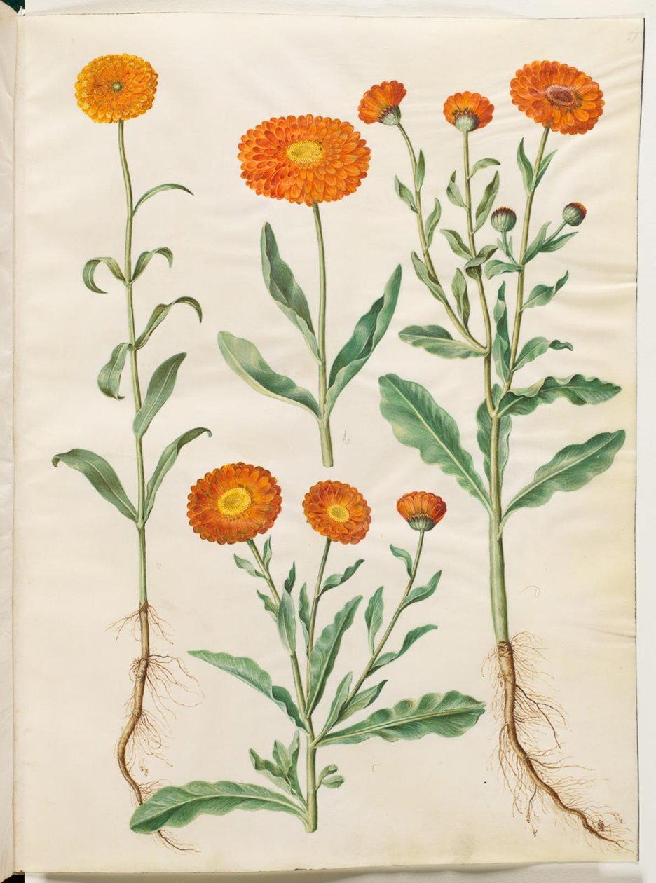 Calendula officinalis (souci officinal) - Hans Simon Holtzbecker