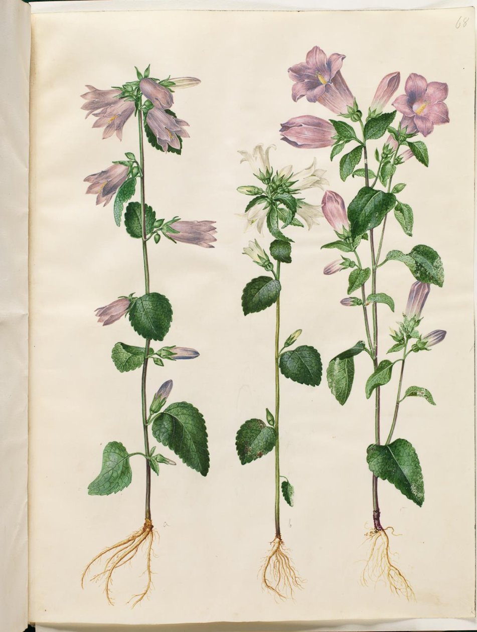 Campanula trachelium (cloche d