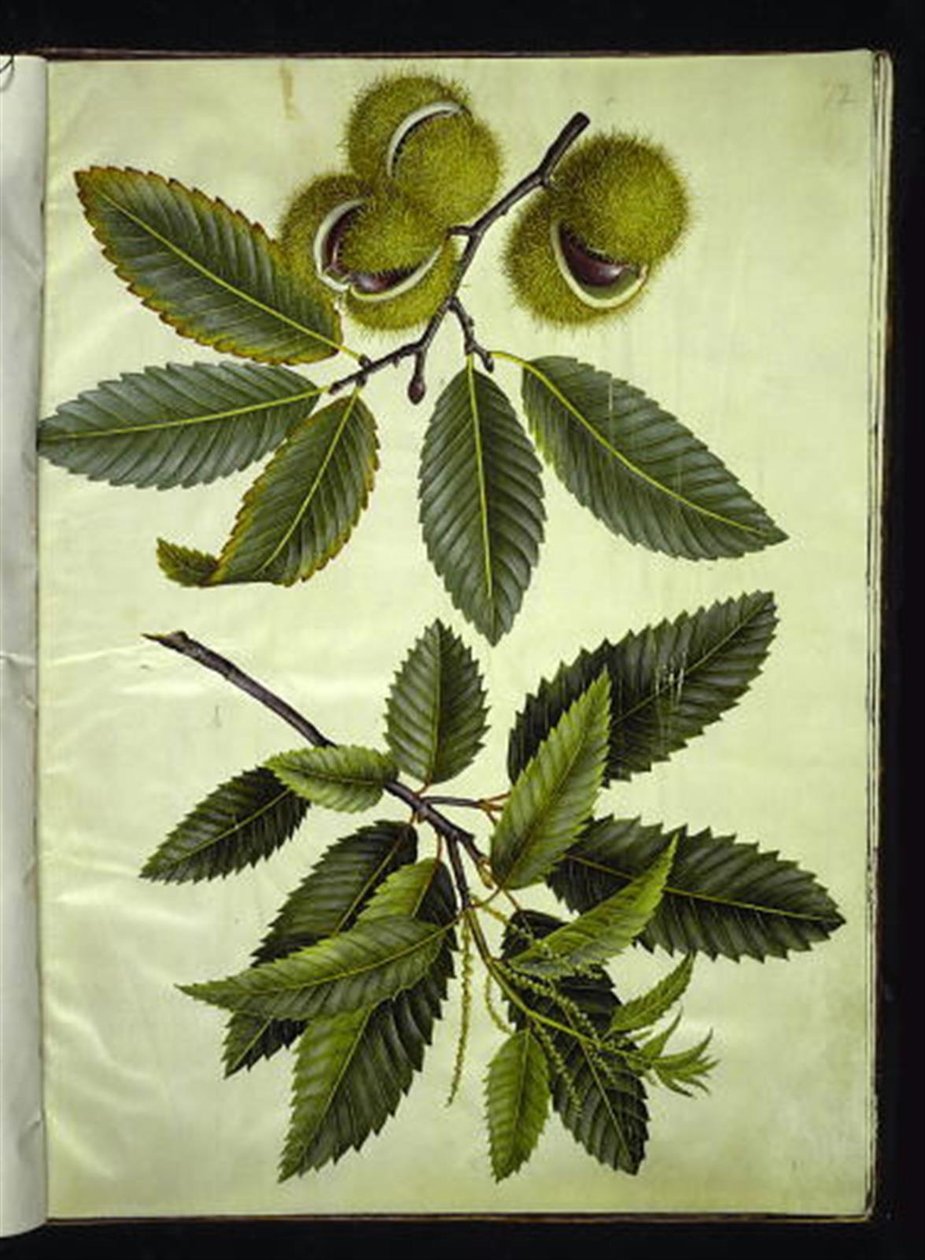 Castanea sativa (châtaignier) - Hans Simon Holtzbecker