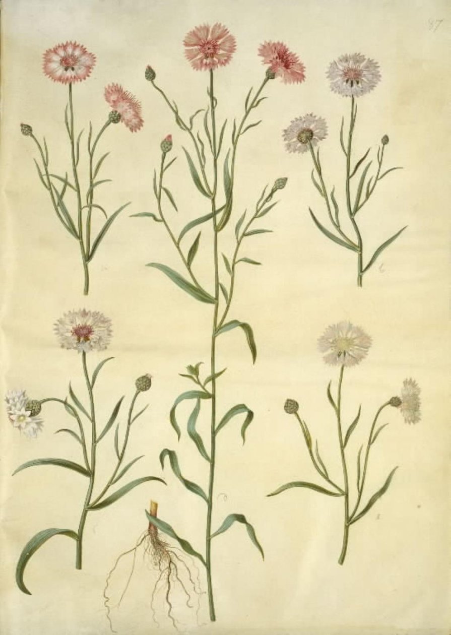 Centaurea cyanus (bleuet) - Hans Simon Holtzbecker