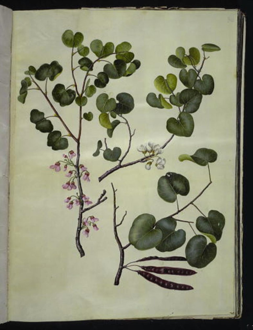 Cercis siliquastrum (arbre de Judée commun) - Hans Simon Holtzbecker