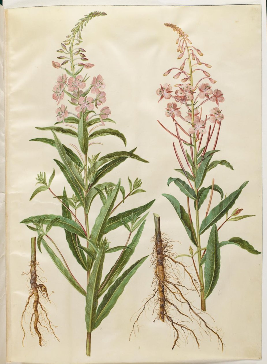 Chamerion angustifolium (épilobe à feuilles étroites) - Hans Simon Holtzbecker